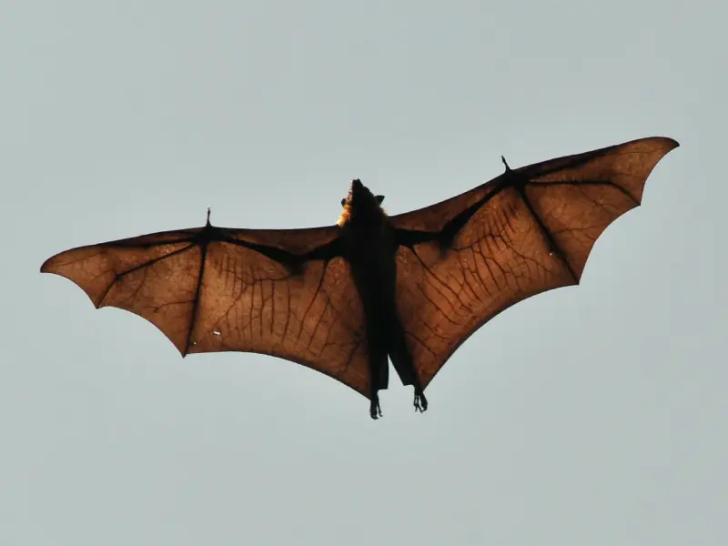 informacion sobre murcielagos