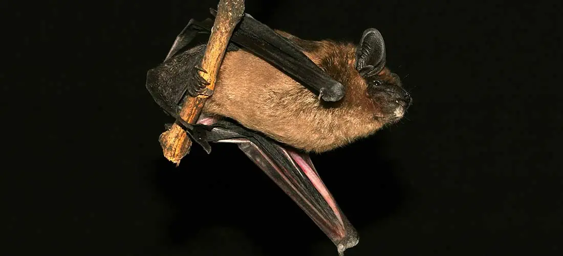 murcielagos