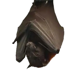 informacion sobre murcielagos