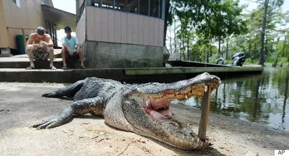 cocodrilo