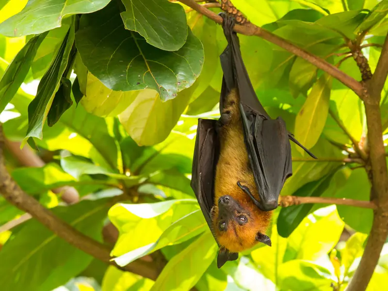 informacion sobre murcielagos