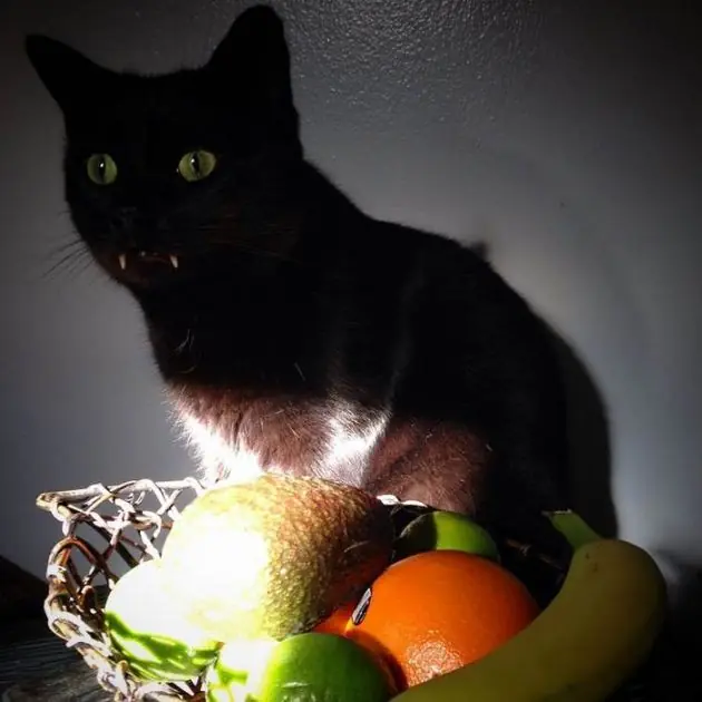 si gato