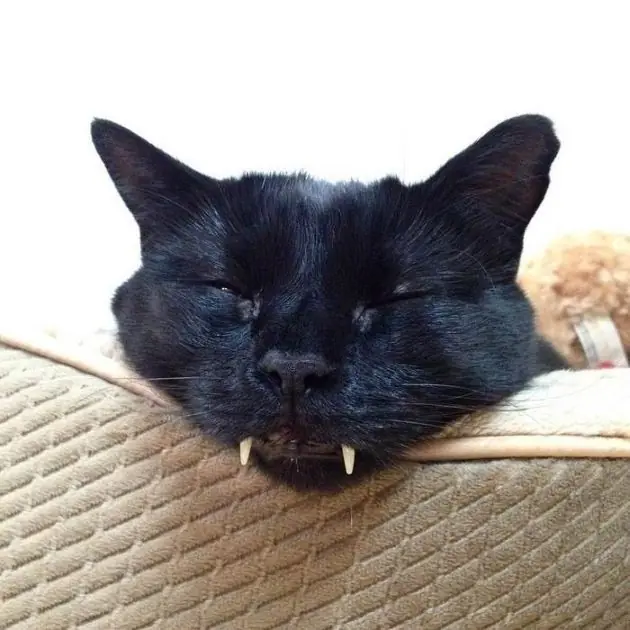 Mujer descubre que su gato es en realidad un vampiro