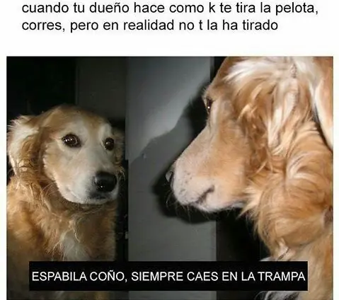 memes