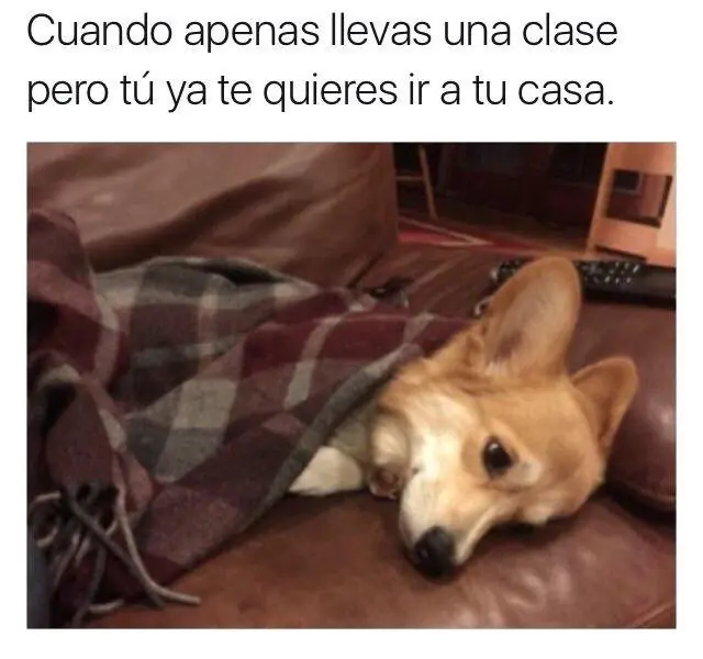 humor nocturno