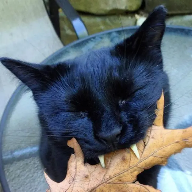 es un vampiro