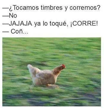 puerquito