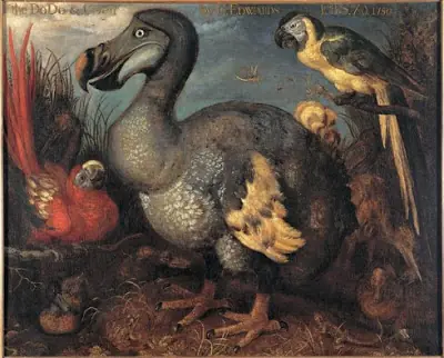 Dodo