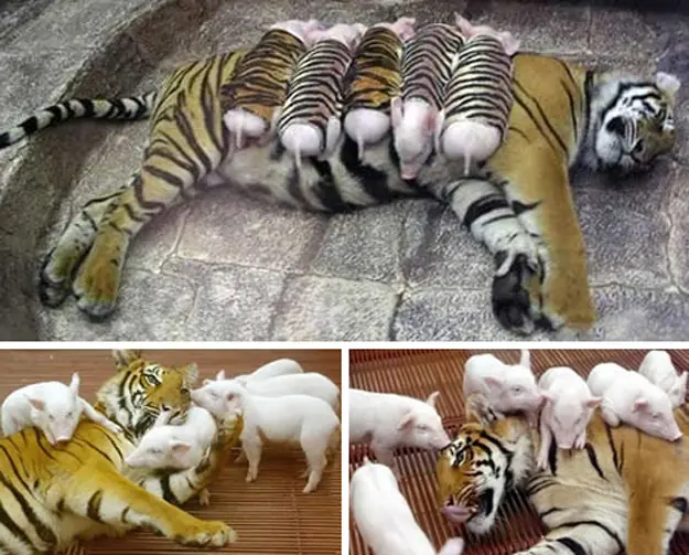 Animales