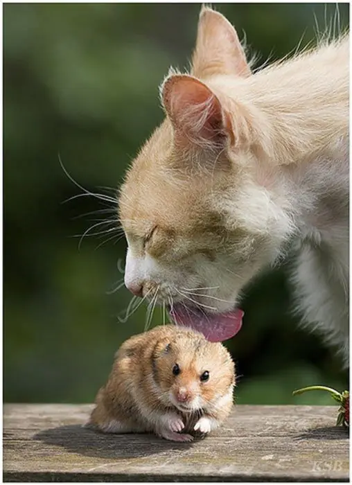 Animales que se han convertido en la madre adoptiva de otros