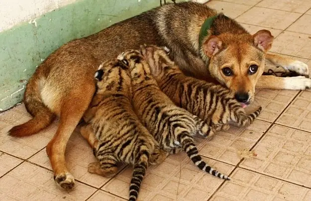 Animales