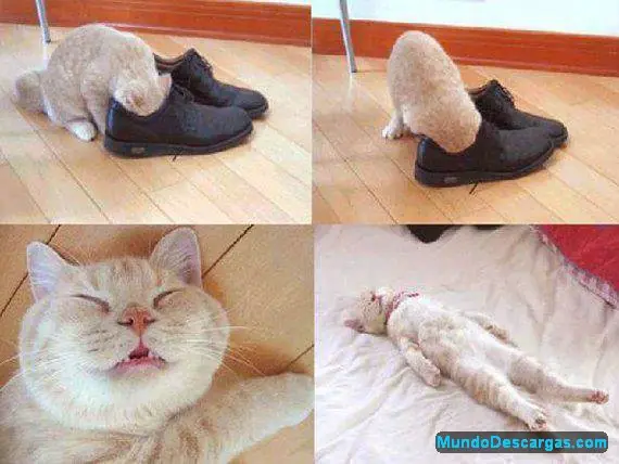 humor