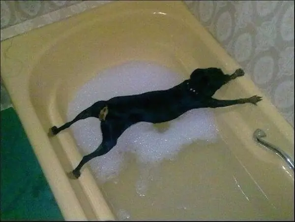 imagenes de humor