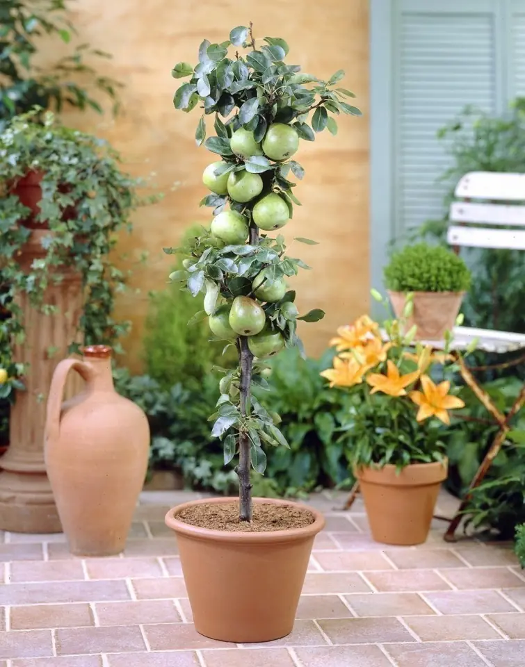 Frutales