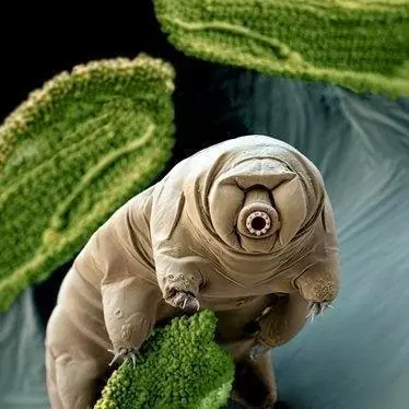 Animales