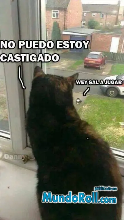 imágenes de humor gatos alocados pasa y ríete maquinola