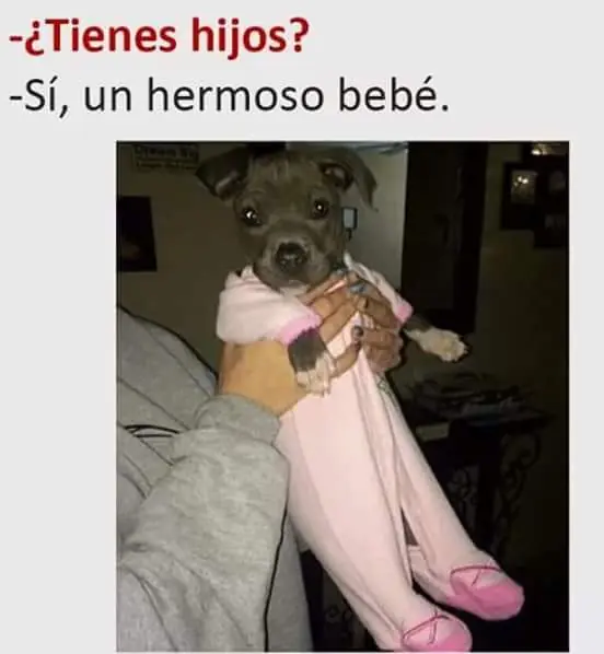 humor taringa