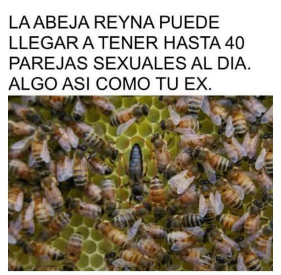 mirate