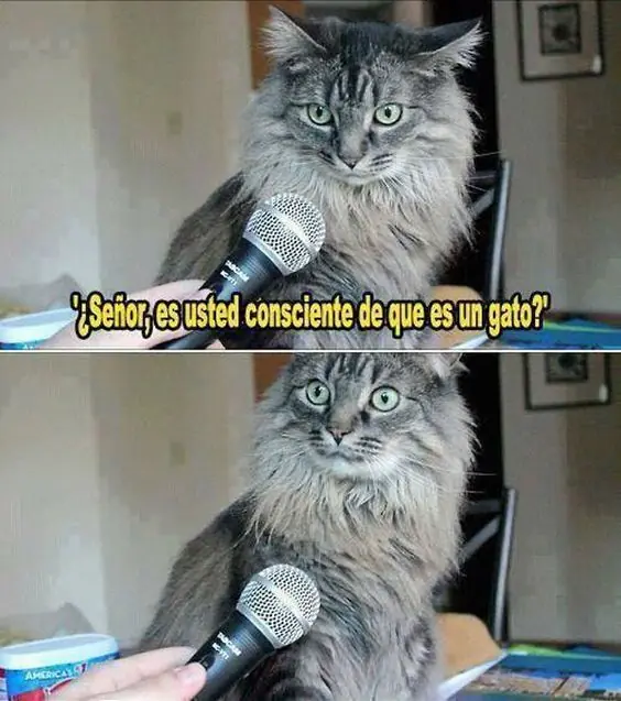 imagenes graciosas