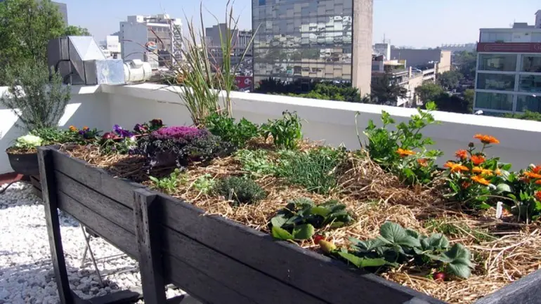 Les Avanchets, donde cultivan su propio alimento. Les Avanchets, donde cultivan su propio alimento.