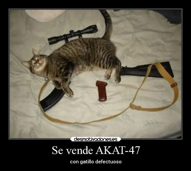 imágenes de humor gatos alocados pasa y ríete maquinola