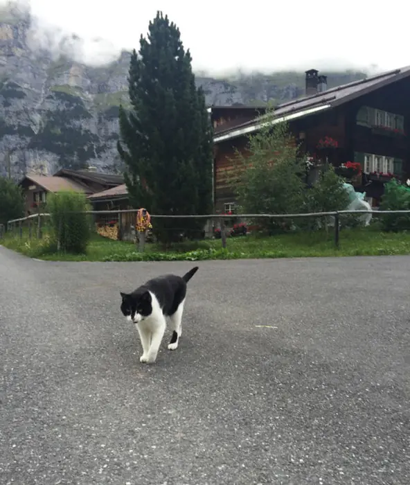 gato