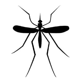 mosquitos