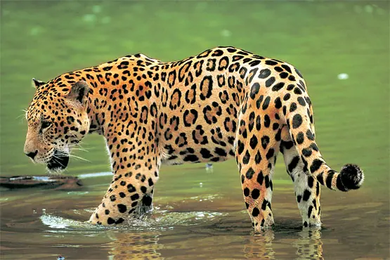 Peru. Peru.