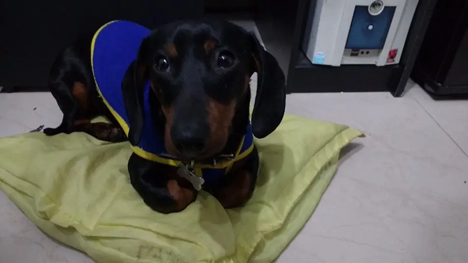 Salchi Pensamientos Dachshund Libro 5 sección Argentina Q