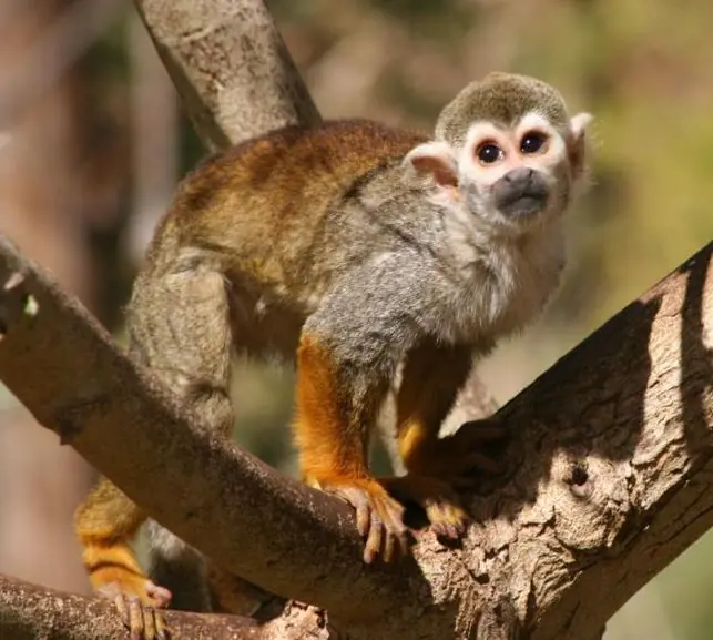 Selva Selva