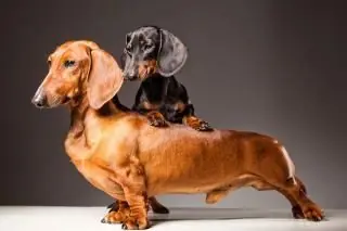 Perros Salchichas