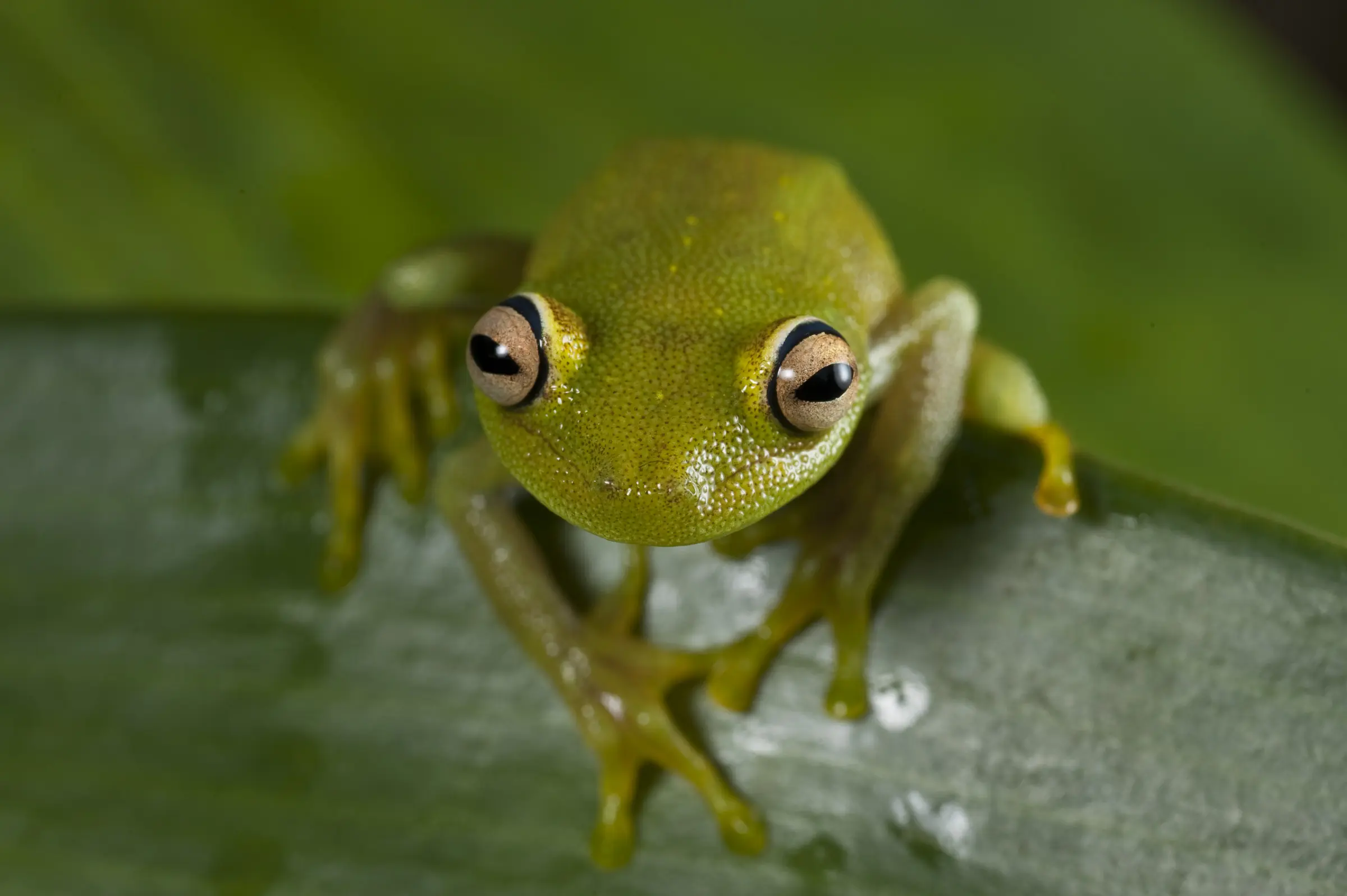 Selva Selva