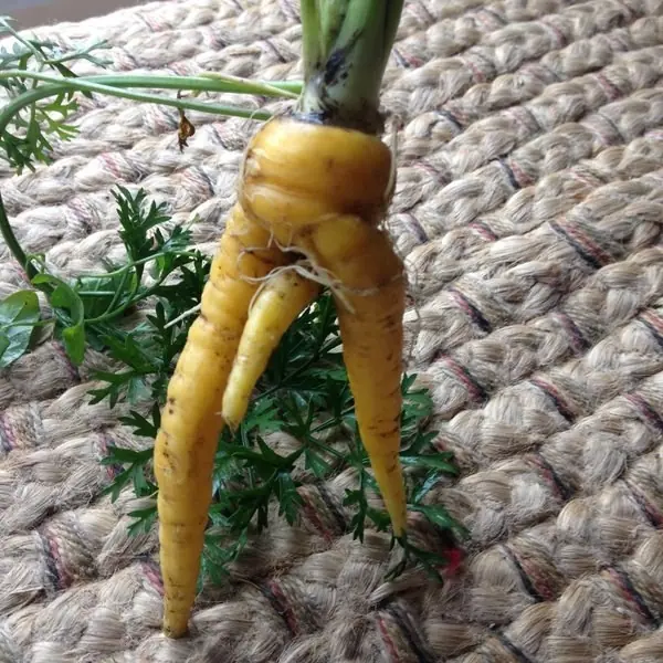 Humor: Frutas atrevidas que parecen otra cosa