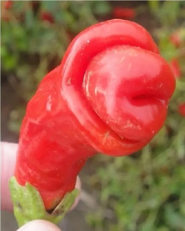 Humor: Frutas atrevidas que parecen otra cosa