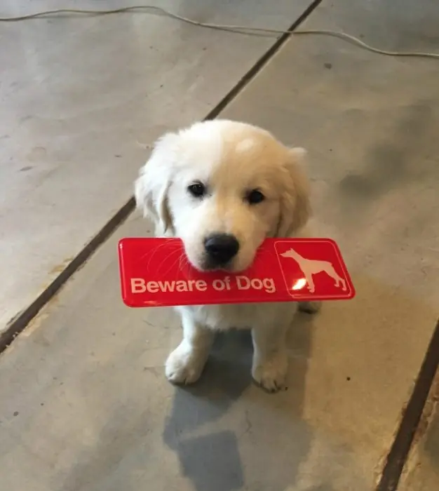 Perritos guardianes feroces a los que más vale no acercarse.