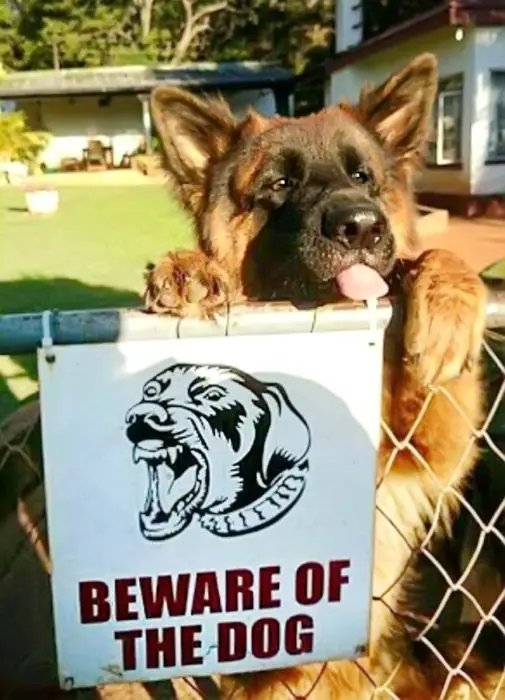 Perritos guardianes feroces a los que más vale no acercarse.