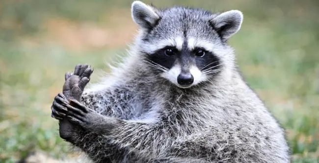 Eres un mapache? Recuerda esto: