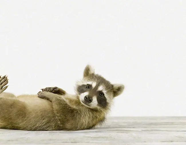 Eres un mapache? Recuerda esto: