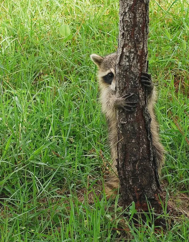 Eres un mapache? Recuerda esto: