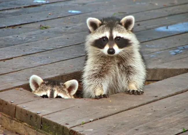Eres un mapache? Recuerda esto: