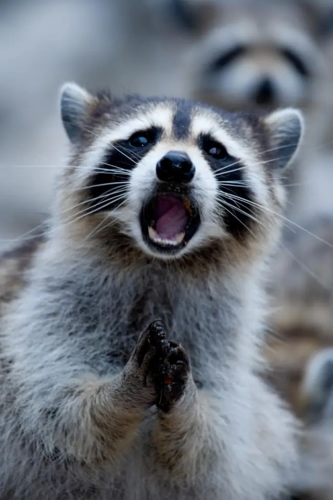 no soy lince