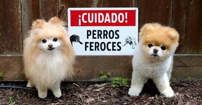 feroces