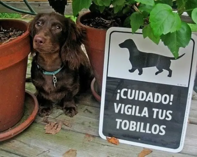 Perritos guardianes feroces a los que más vale no acercarse.
