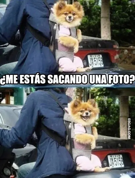perros