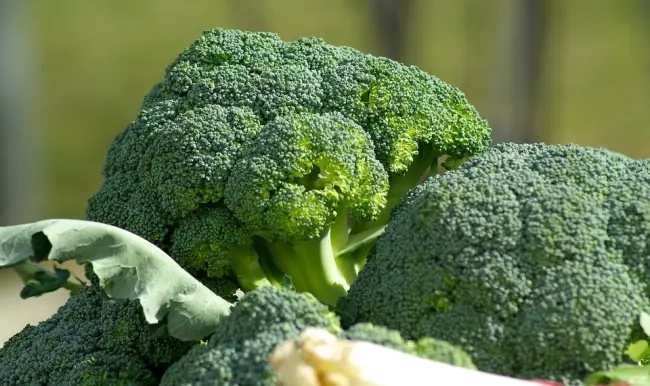 metabolismo