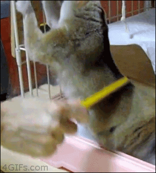 Los Gifs mas Divertidos pasa que te saco una Sonrisa 85º
