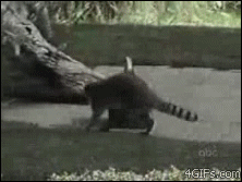 Los Gifs mas Divertidos pasa que te saco una Sonrisa 85º