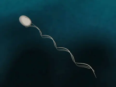 Bacterias