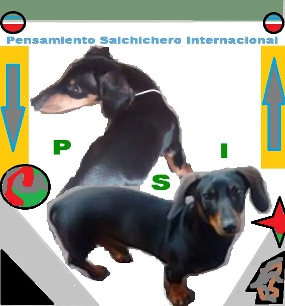 perros salchicha perros salchicha