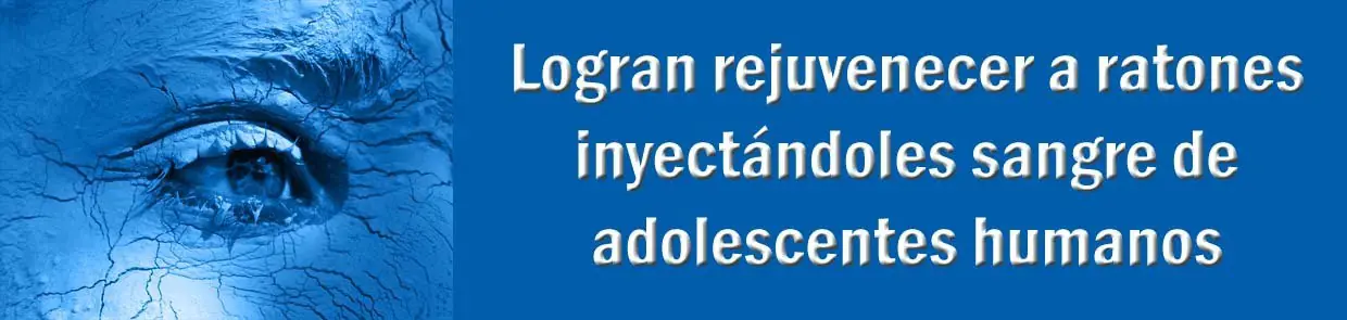 Logran rejuvenecer a ratas con sangre de adolescentes humano